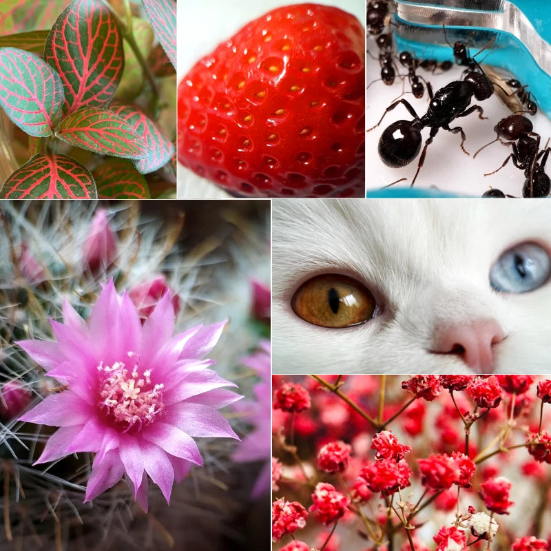 Ulanzi 75mm Macro Phone Lens - Capture Stunning Close-Ups