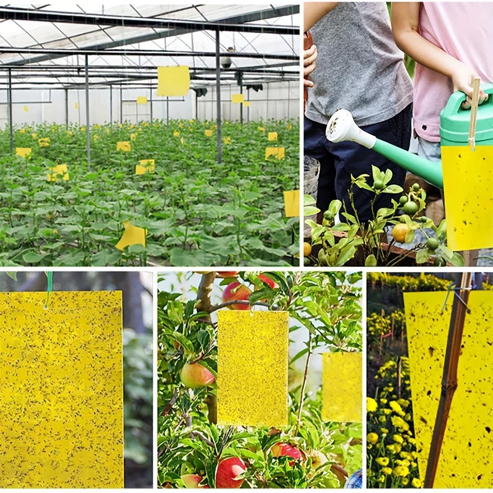20-Pack Non-Toxic Sticky Traps - Durable Pest Control for Home & Greenhouses