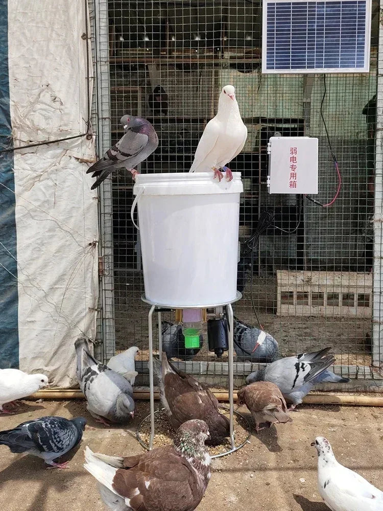 Smart Automatic Chicken Feeder for Pigeons and Ducks - Timed & Efficient