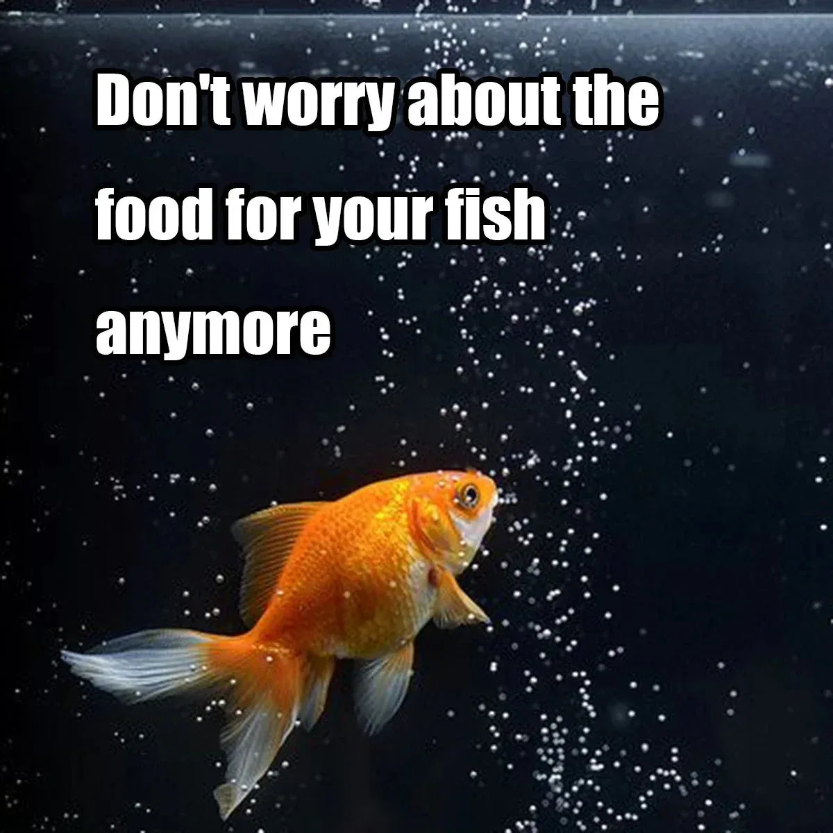 Programmable Automatic Fish Feeder for Aquariums - 100ML Capacity