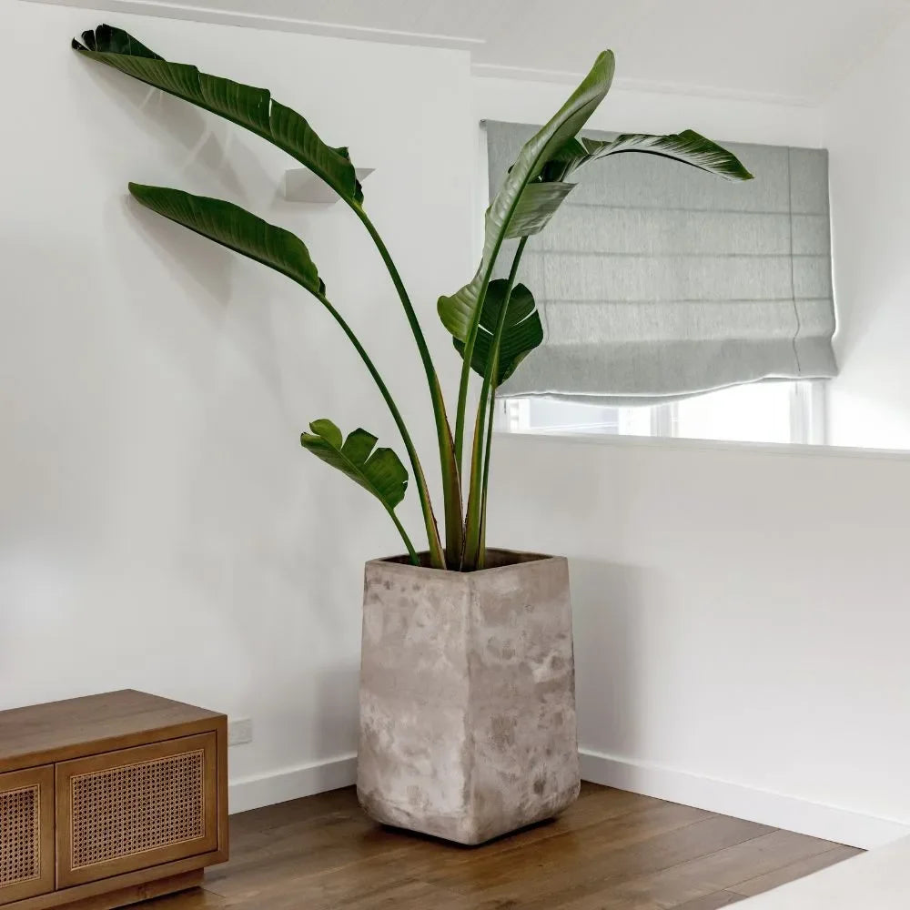 Squircle