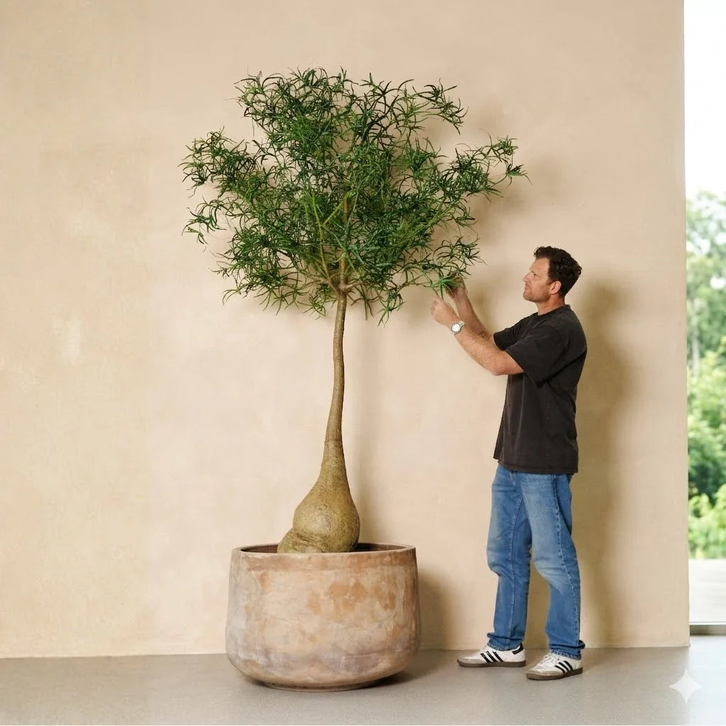 Tree Hugger